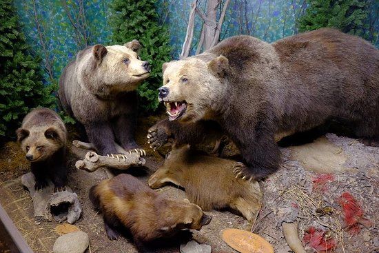 The Den - Jasper's Wildlife Museum